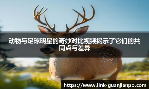 动物与足球明星的奇妙对比视频揭示了它们的共同点与差异